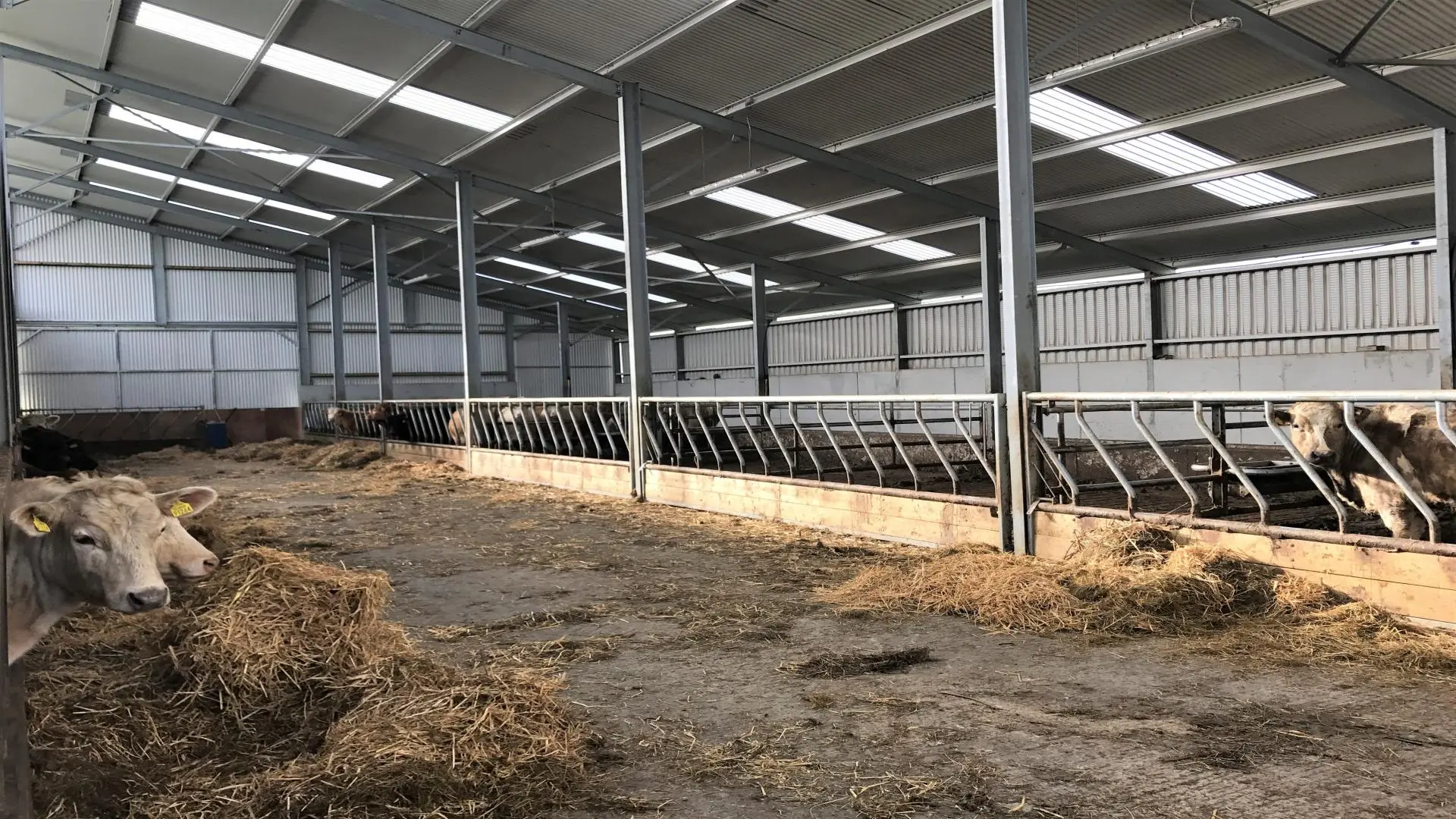 Steel Cow Farm Building