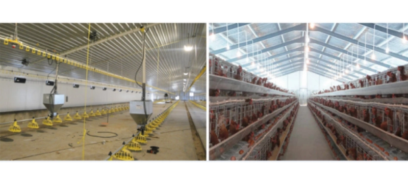 Ukraine Steel Structure Poultry House(图3)
