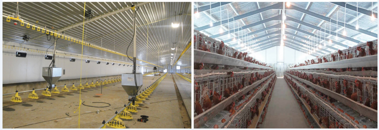 Steel Structure Poultry House(图2)