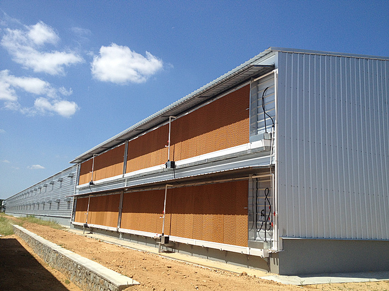 Steel Structure Poultry House(图5)