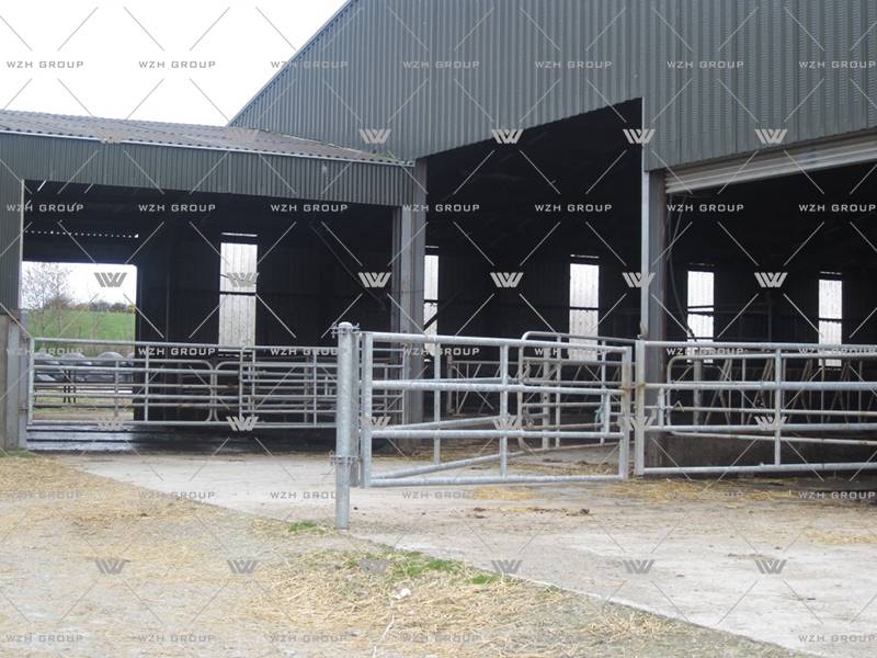 Steel Structure Dairy Cattle Farm(图3)