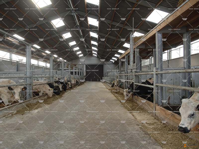 Steel Structure Dairy Cattle Farm(图5)
